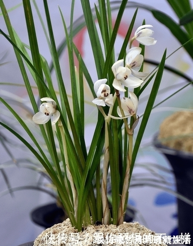 叶片|兰花有“三喜三怕”,顺着它养护,顺利春化,独苗绽放层叠群兰