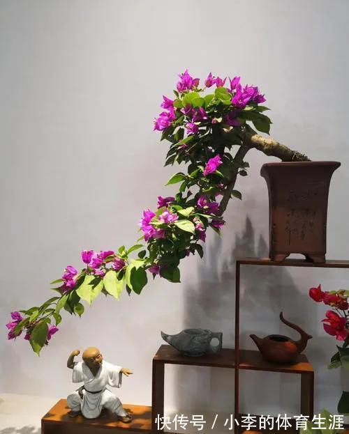 给三角梅盆景巧妙操作,枝干遒劲开花多,你了解过嘛
