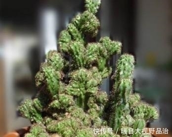 这种多肉植物不能太“小心”伺候，否则肉质茎容易腐烂哦