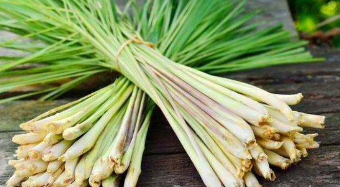 家里养“2种香草”，不仅清新空气又防蚊，还安全可食，太好了