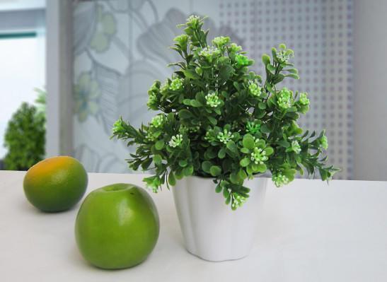 米兰花长得好,关键在“铁溶液”,不能浇太多,换土换盆麻烦多!