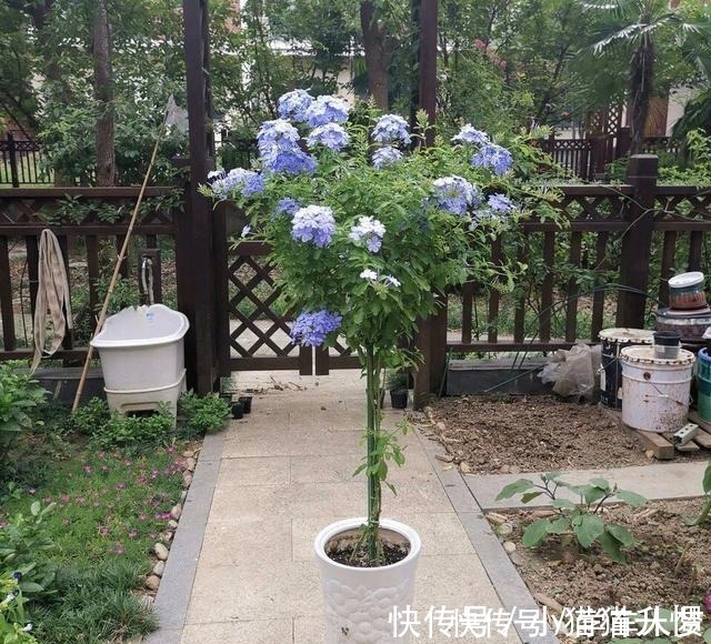 养护|养花要“舍得剪”，把这6种花卉剪成“光杆子”，开花变成棒棒糖！