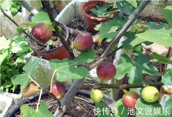 扦插|路边掰个枝,扦插一盆无花果,养在阳台,结果比“鸡蛋”还大