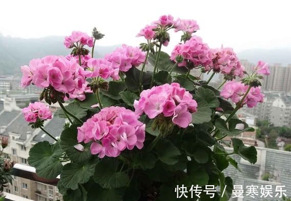 此花一开就是300多天,沾土就活,冷热干湿都不怕,开花就爆盆!