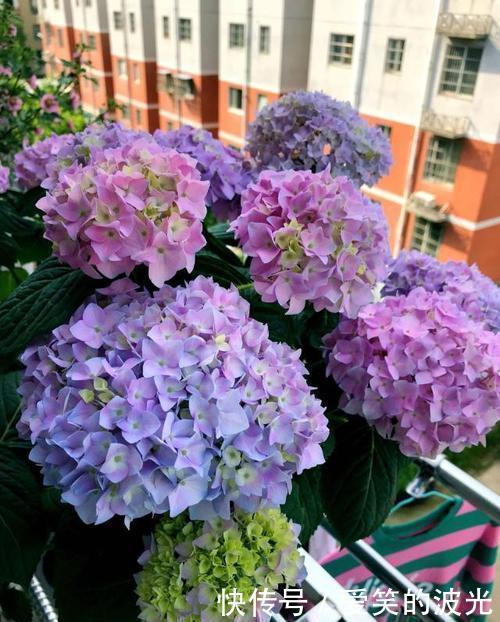 光照|绣球花开败后，牢记三个养护技巧，长新芽还能再开一茬花