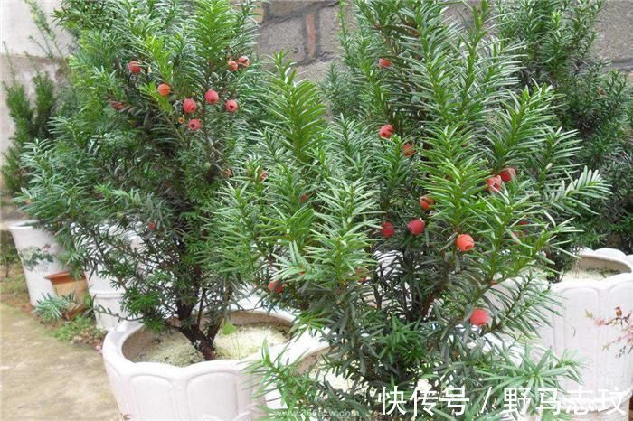 57年前被发现价值,曾一度濒危,如今有人大量种植,却沦为盆栽