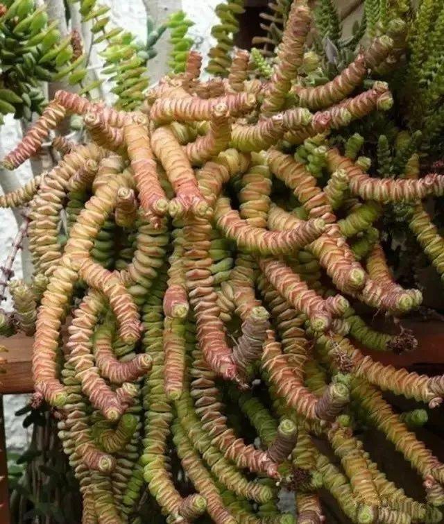 5种“多肉”能从花盆里“流出来”，养在院子里不管“就爆盆”