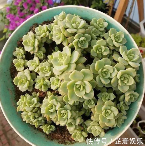 3个小技巧,多肉豆芽苗,一口气变多头群生,最短只要3个月