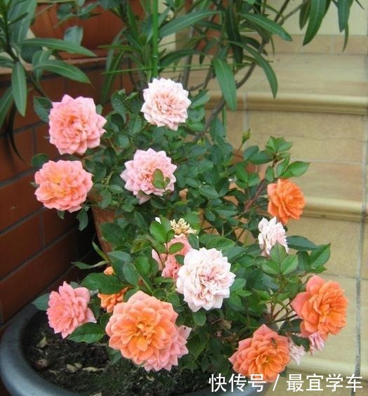 25款庭院月季推荐。助你打造五彩缤纷的庭院,丰花好养还能盆栽
