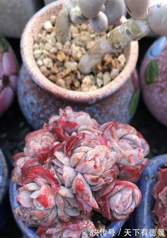 养死|5年的养多肉经验,买了很多,养死了很多,到头来,有些后悔了