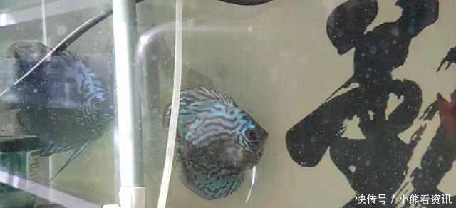 热带鱼|热带观赏鱼饲养的两个最为忌讳的问题,我们必须注意