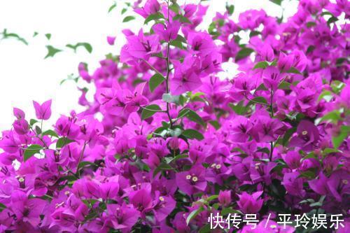 三角梅服盆之后的养护,做好几点,新芽蹭蹭长,花开爆盆