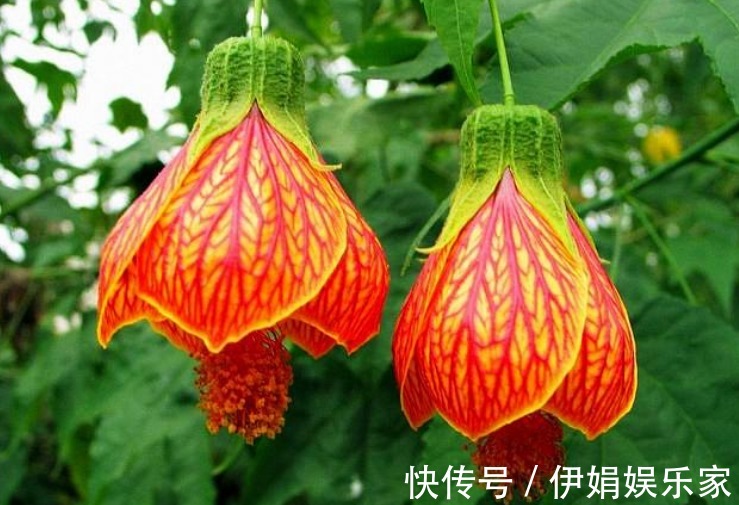 3种“富贵花”，添福添贵添好运，家里养一盆，招财又纳福！