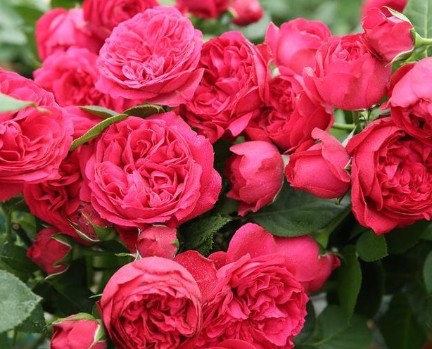 30年老花农，养月季详细方法记住“这几点”，不愁月季养不好