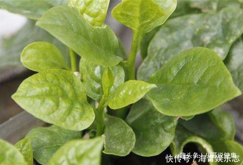 木耳菜|農村一種“美容菜”,女性多食它,夏天曬不黑,美白淡斑,還補鈣