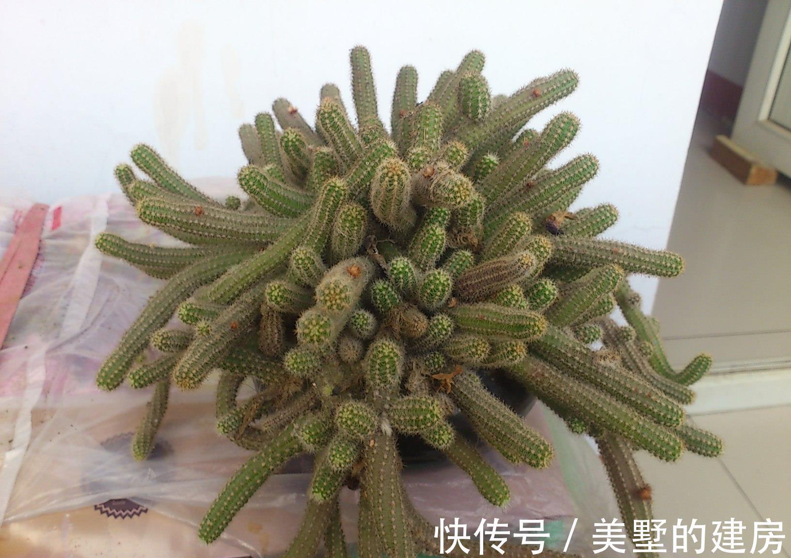 效果|仙人指的爆盆小窍门,爆满盆的效果真是好