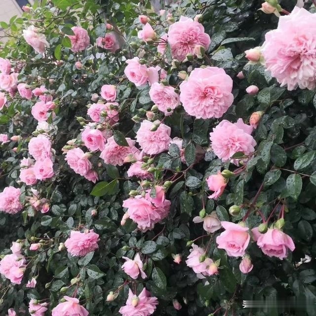 圆滚滚的绣球,瀑布般的花墙,这届花友也太会种花了吧