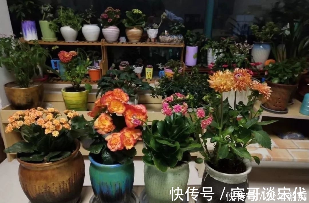 花园|养花技巧:客厅养一堆便宜花,一年四季开不停,没钱也能变花园!
