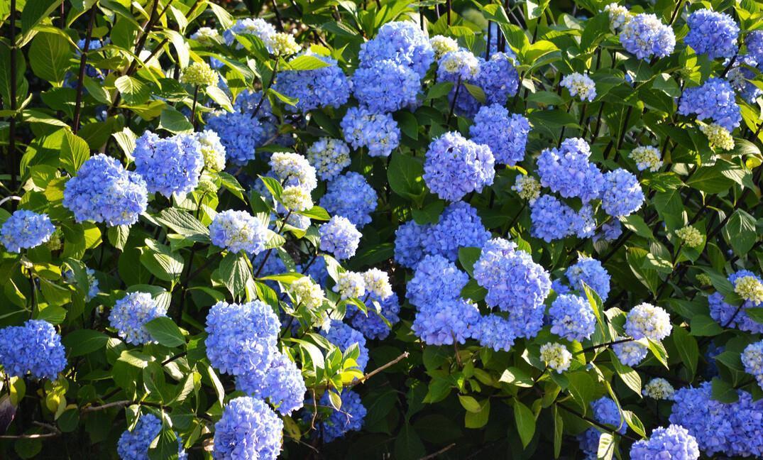 提醒：养绣球花，这些事情再不做，就晚了