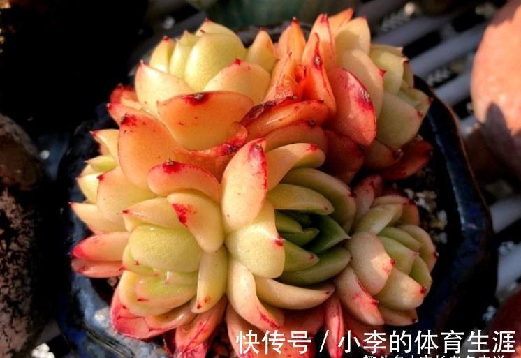 皮实|没养玉杯东云的肉友,这种兼具两系特点的多肉,你是怎么错过的?