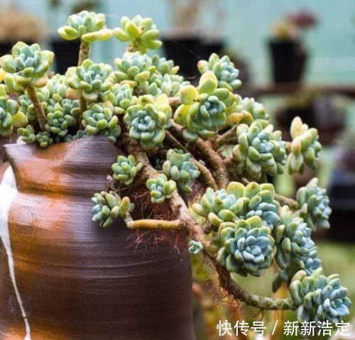 观赏价值|家里养3种花，时间一长容易成老桩盆景，还能当成传家宝！