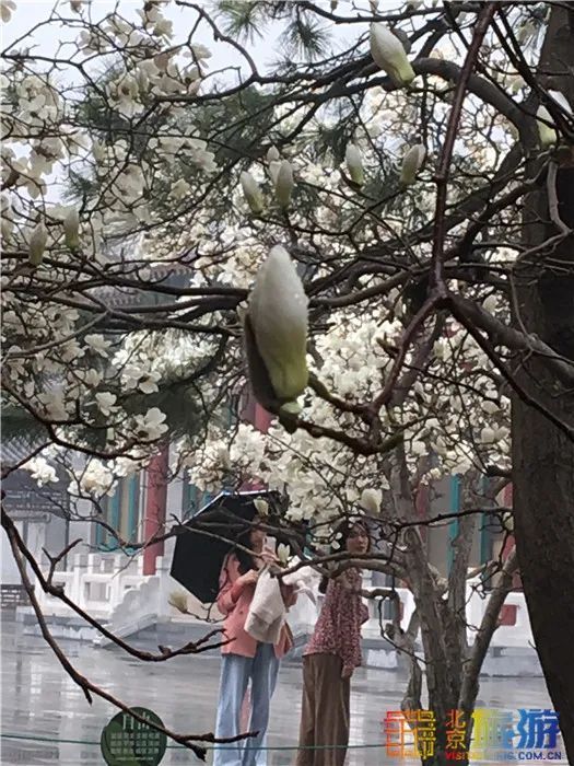 花海！梅花、玉兰、海棠、杏花，你要的醉人春色都藏在北京这座公园里！