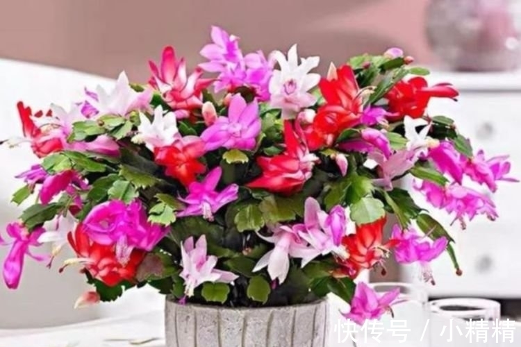 海棠花|四种花常年开花易爆盆,被称为花卉界的劳模,开花漂亮一年不停