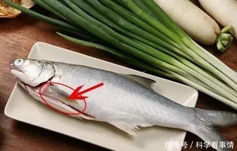 在中国“排名第一”的午鱼,是什么鱼