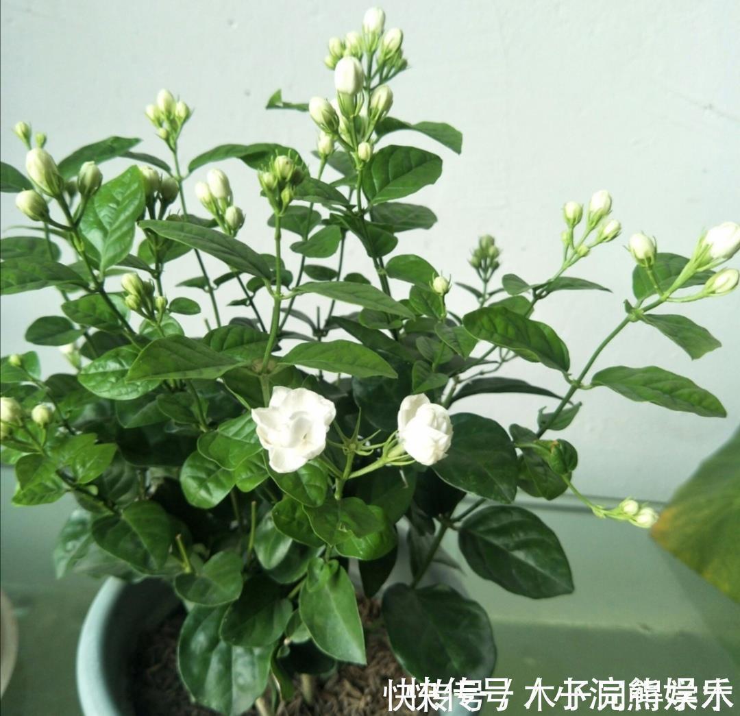 植株|茉莉花简单处理一下，开花一茬接一茬，整个夏天都有花看