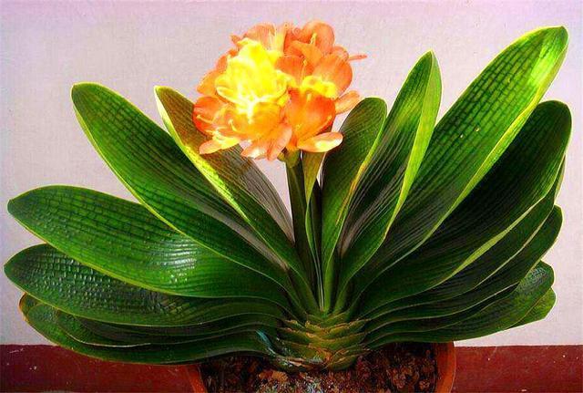 大叶君子兰 养护简单 开花能力强 做好这4点 叶子肥厚花朵大 粉紫色