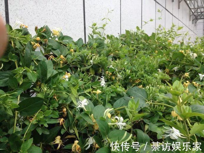 自制养花杀菌水,7天浇一勺,花不生虫不烂根