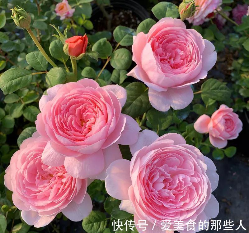 月季和玫瑰很相似,除了养花高手,很少有人分得清,你能区分吗