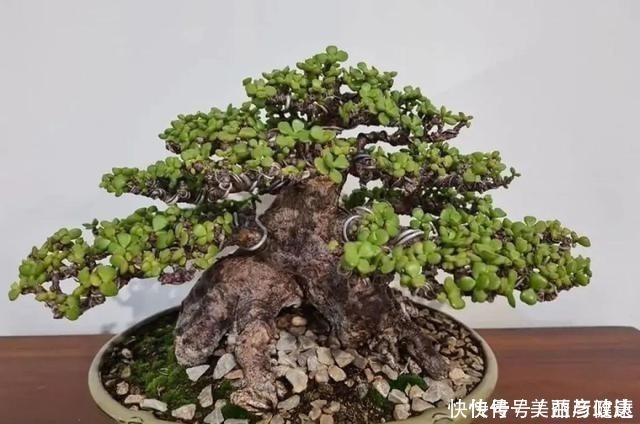 紫藤|4种花养成老桩,价格能翻好几倍,开花也更多!