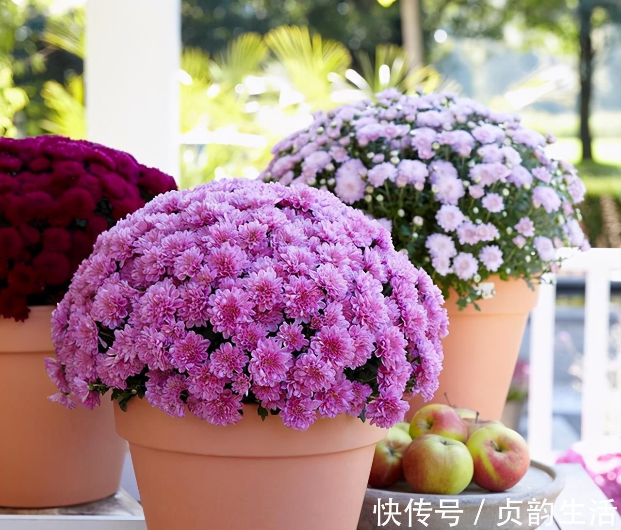 菊花类|3种“仙气花”，寒冬腊月“照样开”，一盆开花上千朵，人见人爱