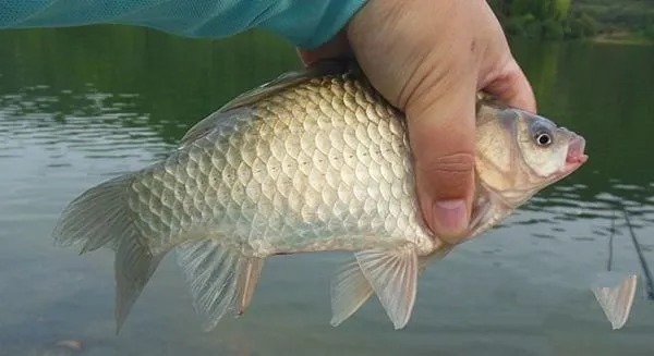 饵料|野钓鲫鱼时,钓离底更适合一些,有如下好处!