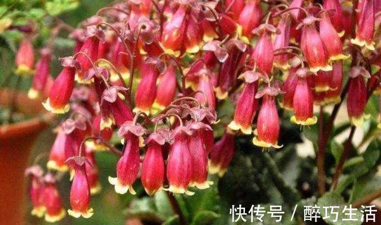 聪明人都养4种花,净化空气,帮助睡眠,适应性很强