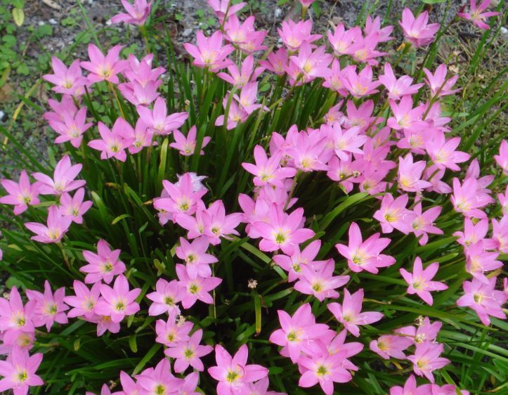 这种兰花是天生的“水鬼”,立春后搬出屋,多淋淋雨可早点开花