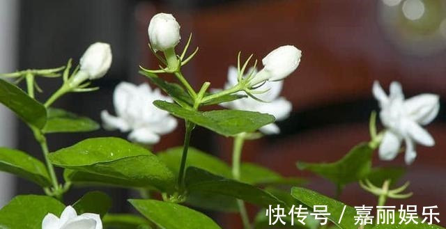 茉莉花|盆栽茉莉花，“摘”字要牢记！做好植株壮，四季开花，次次开爆！