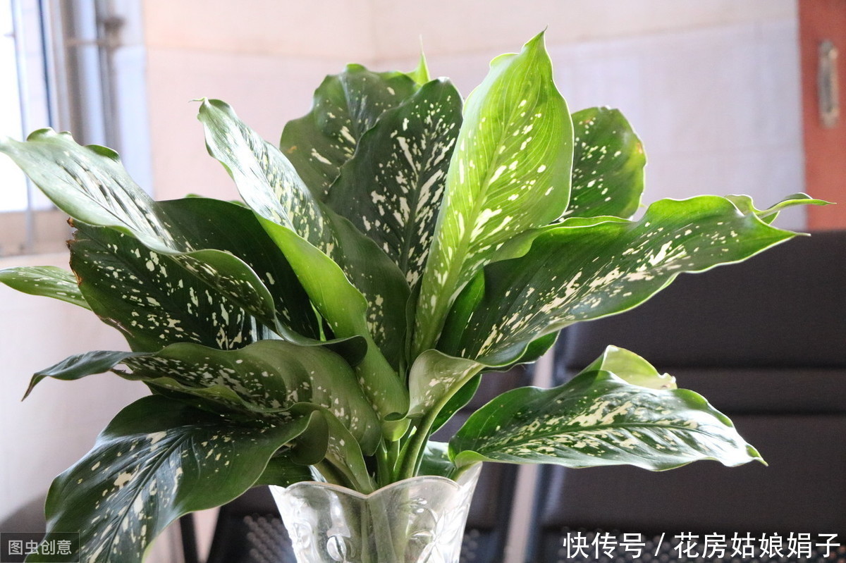 玉树|这6种花,30天不浇水也没事,只需要有散射光,就能活的很好