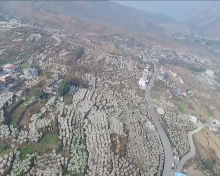 老年|景美还免费！凉都一地万亩樱桃花开满山头