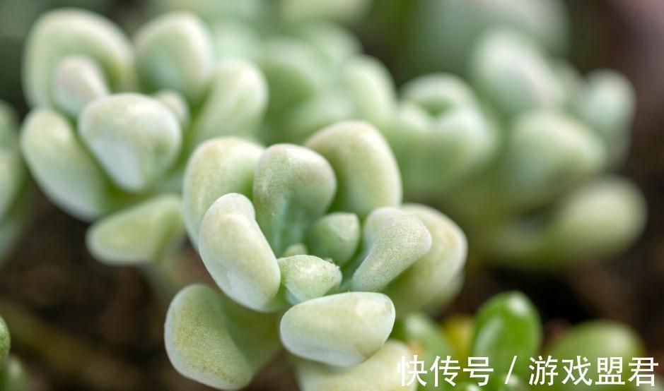 网上买的多肉回家怎么处理种植,多肉养护技巧