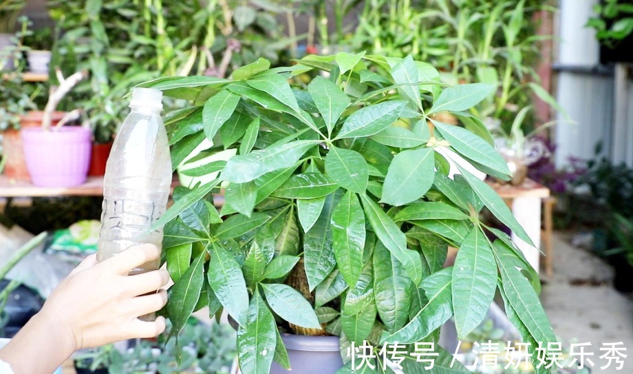 居家养花:自制高氮肥、磷钾肥,该准备哪些东西?