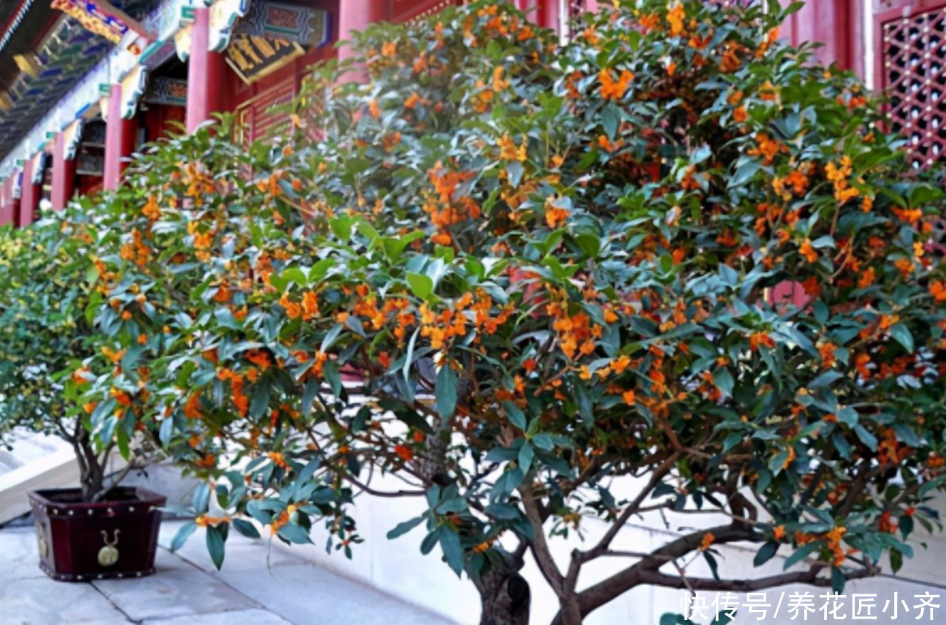 修剪|如果桂花不开花,现在做好3步,快速长满花苞,满屋飘香