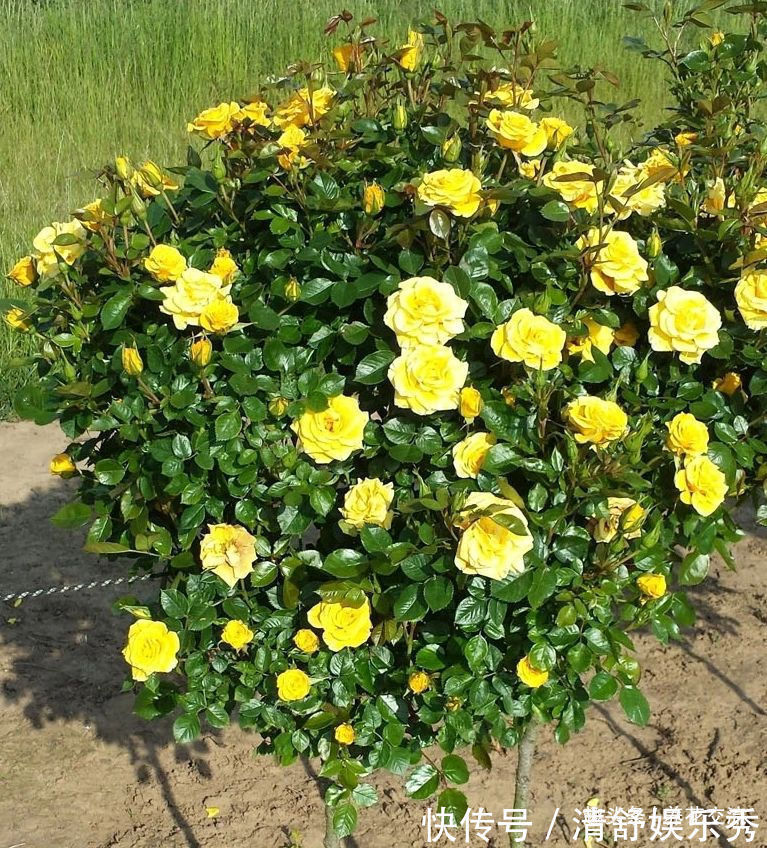 月季花|10种适合在秋季购买的盆栽花卉,提前买好,冬春时节持续有花开