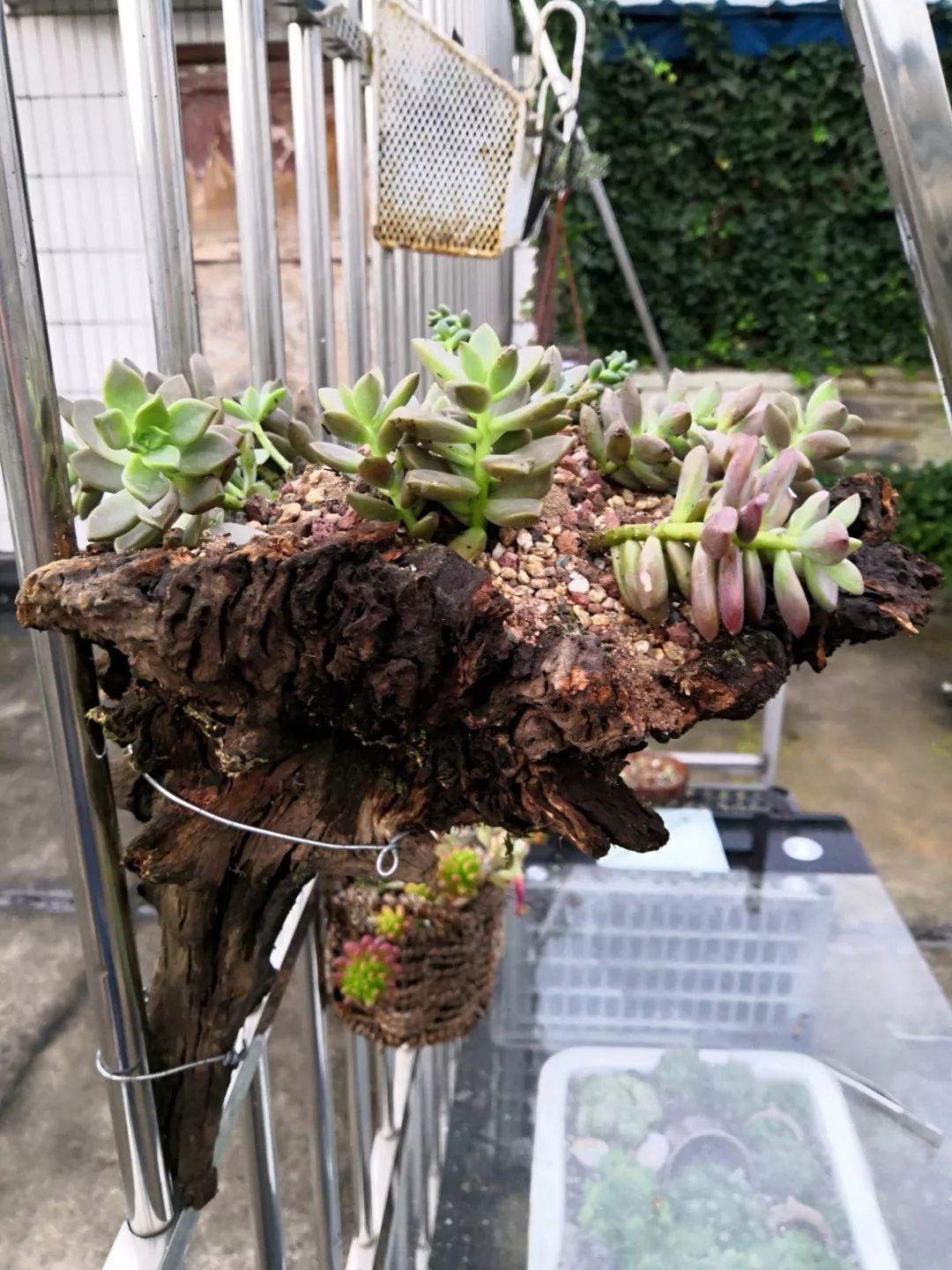 山上捡个大树桩,火烤一遍种多肉,3天服盆1年变老桩!