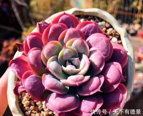 休眠|天热了,多肉出现“三症状”,就是休眠要遮荫,新手别忽视