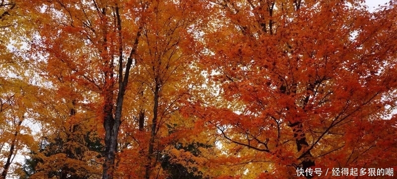 杜牧这首诗美得令人心醉,短短的28个字,写出了充满诗意的秋天!