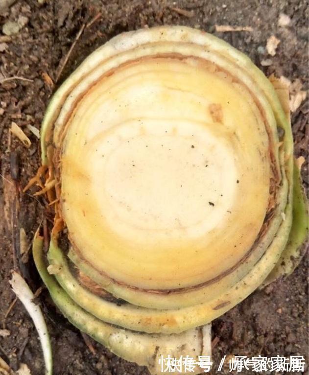 养护|李大姐养君子兰,开春切一刀,养60天,冒出9个芽,要爆盆了