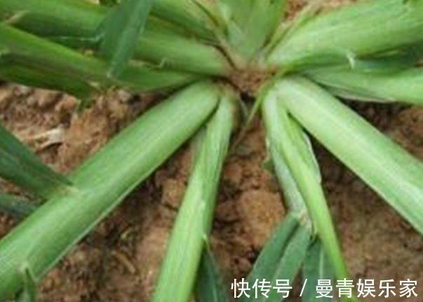小儿惊风|农村人“恨之入骨”的一种野草,竟然秒杀板蓝根,你认识吗