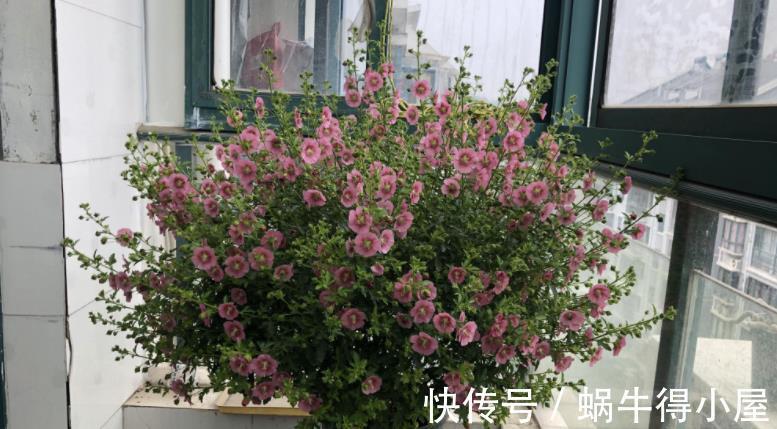 少女感|此花充满“少女感”,居家盆栽,爆盆易,四季开花不止
